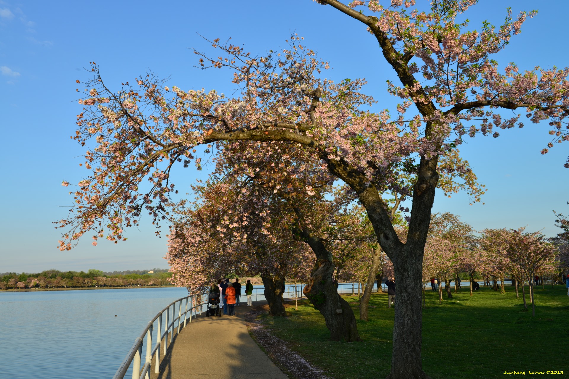 Cherry Blossom under Morning Sun 4, NE Tidal Basin