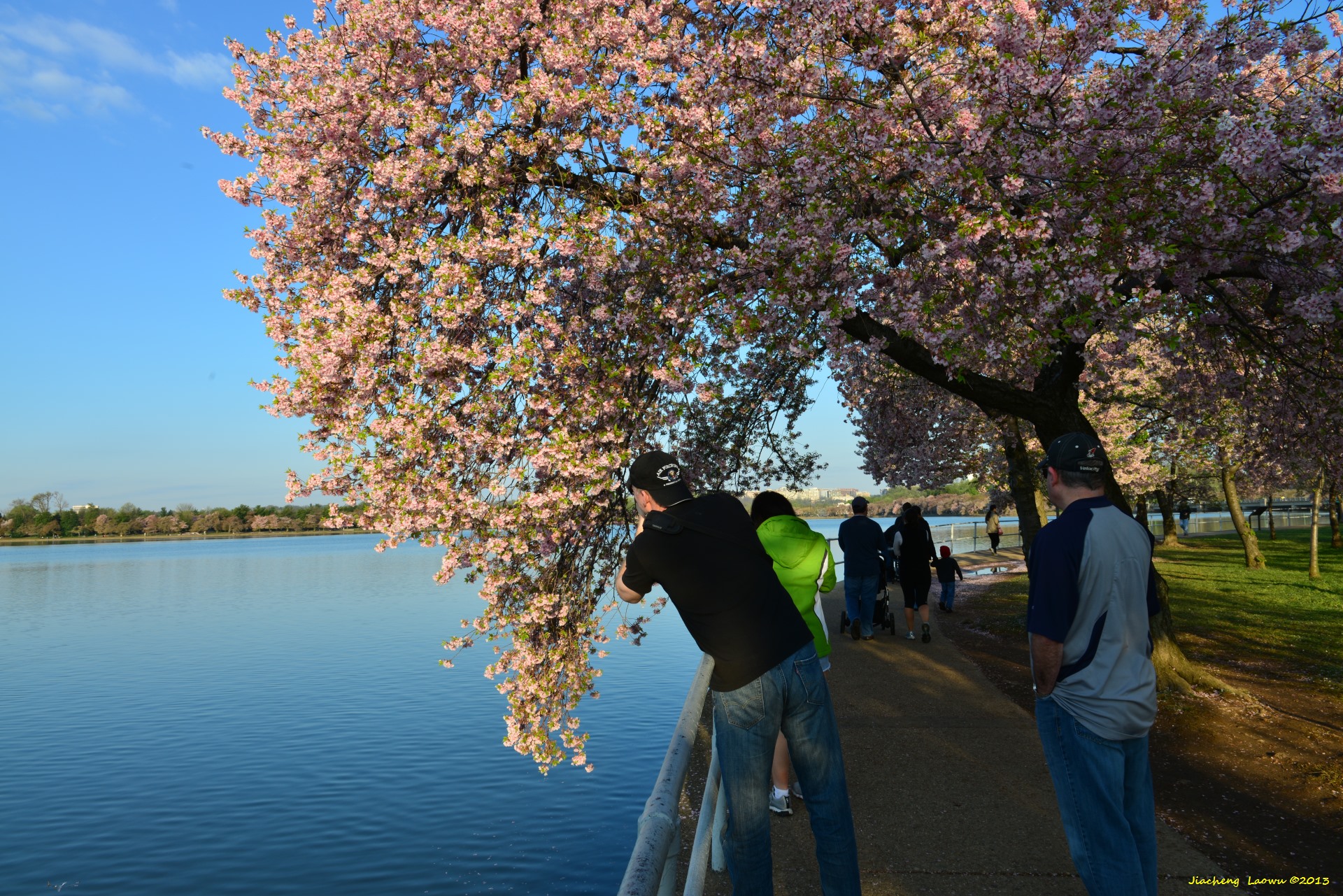 Cherry Blossom under Morning Sun 5, NE Tidal Basin