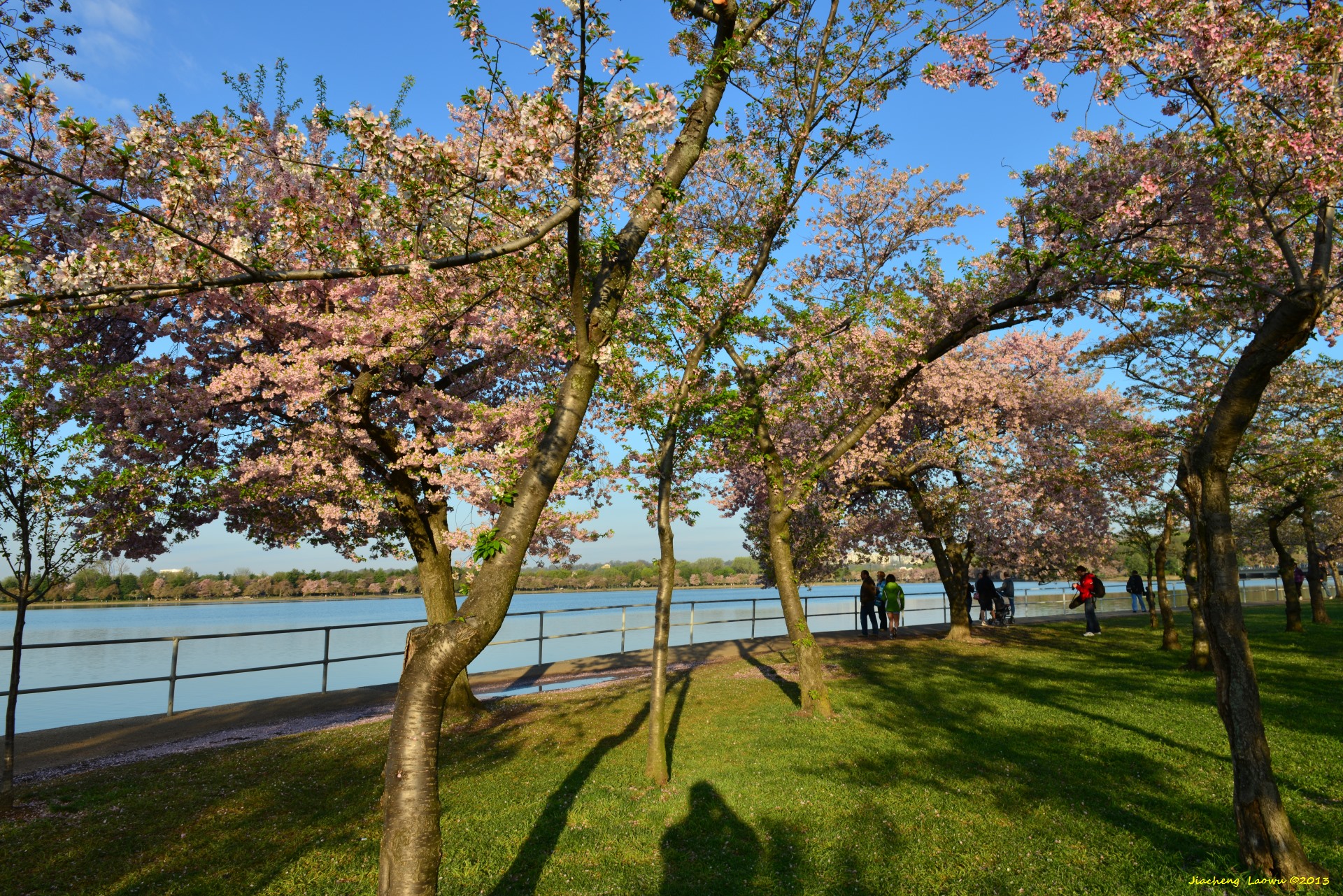 Cherry Blossom under Morning Sun 6, NE Tidal Basin