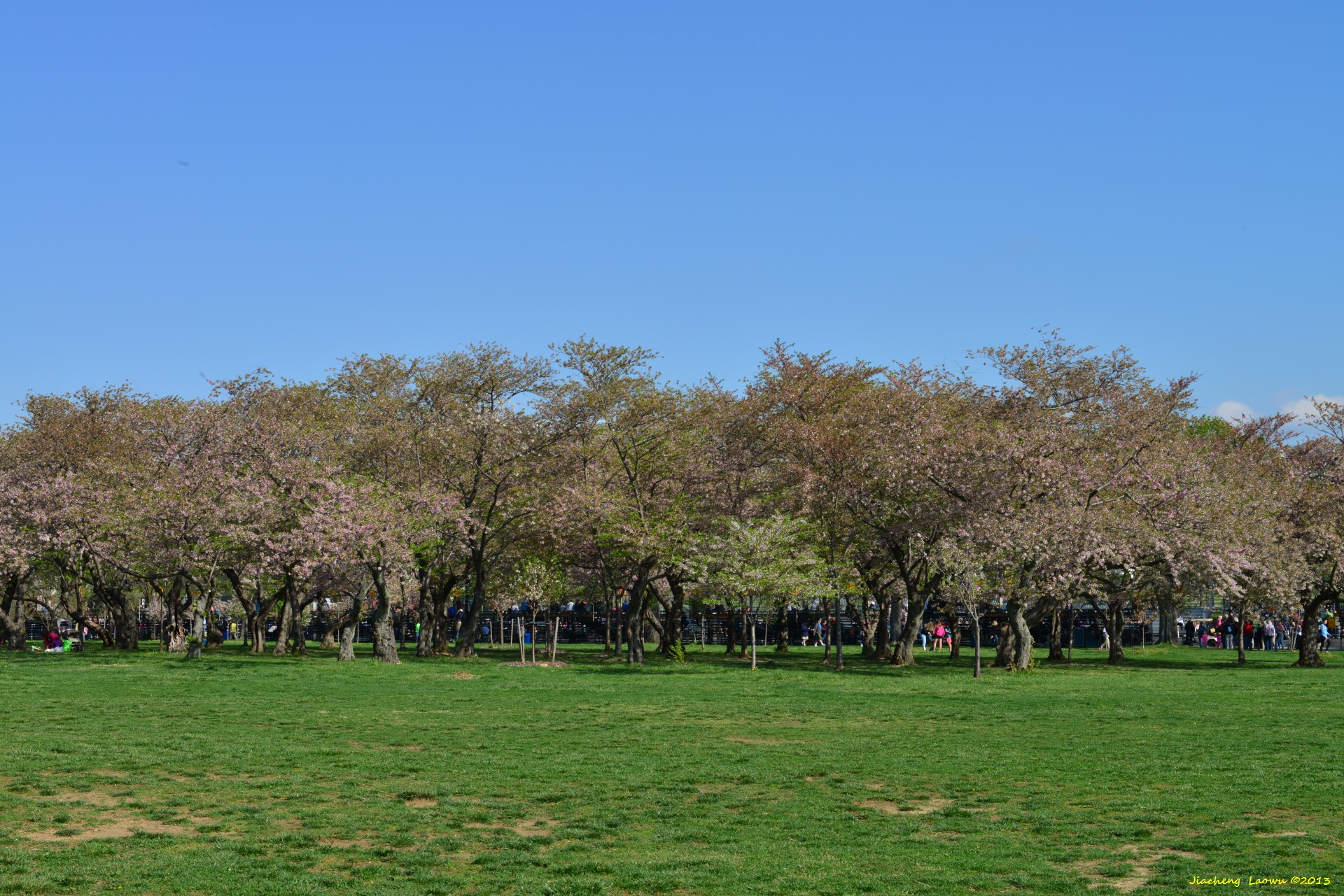Cherry Blossom North Washington Monument