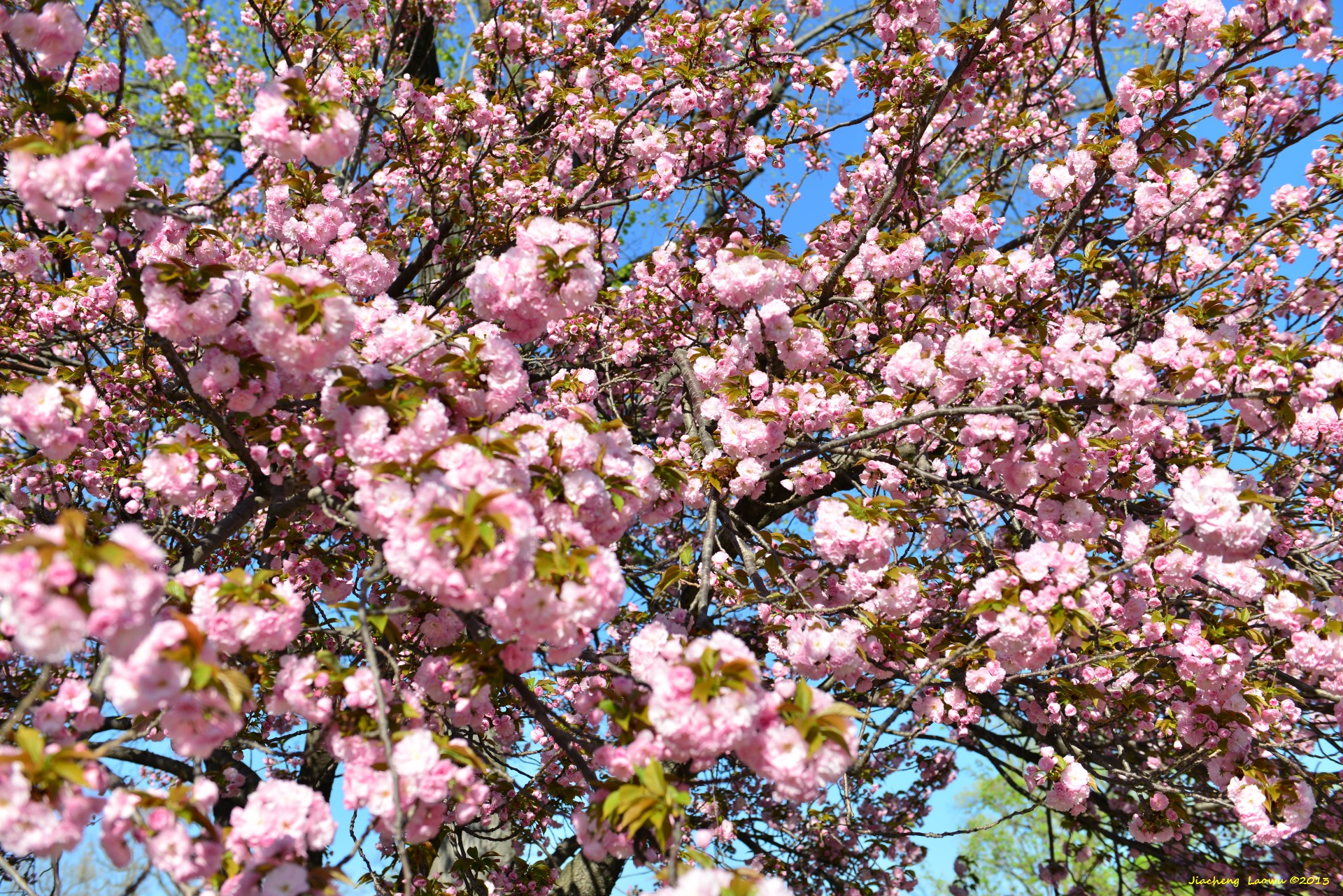 Cherry Blossom West Capital Hill