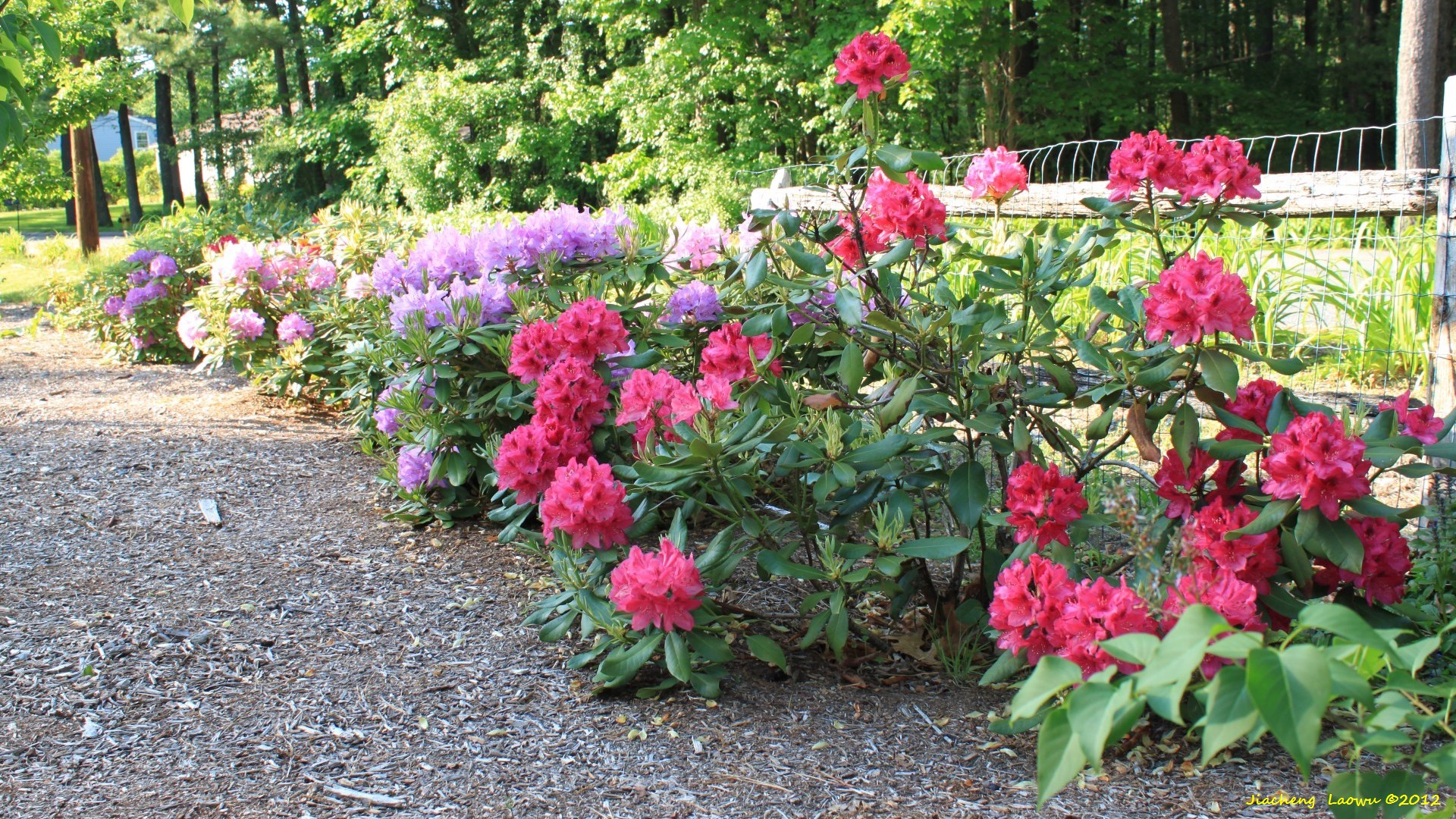 Rhododendron Trees in front yard