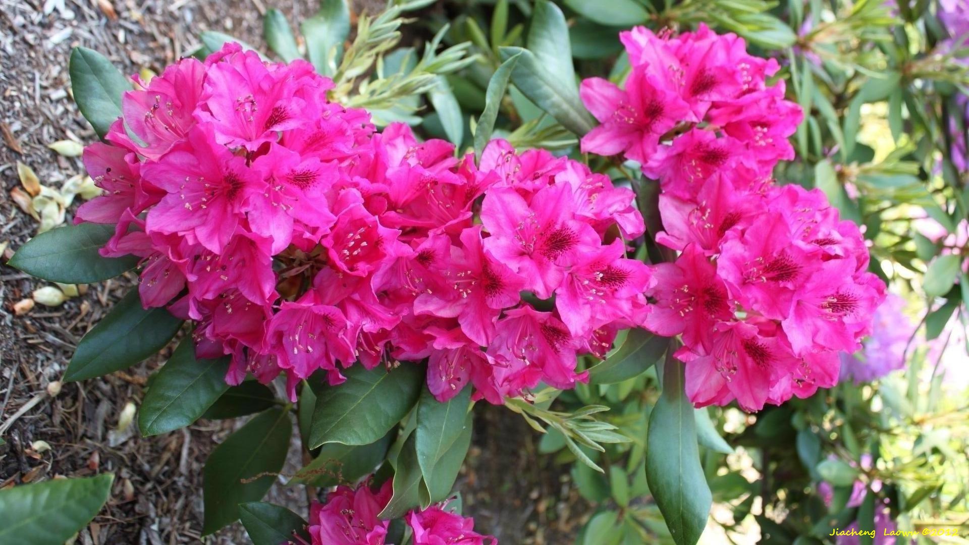 Red flowers