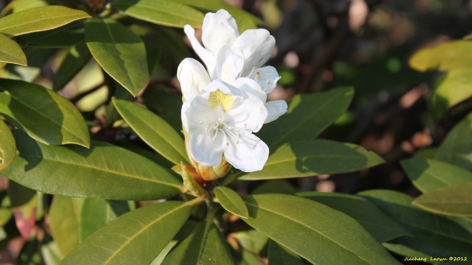 white flowers