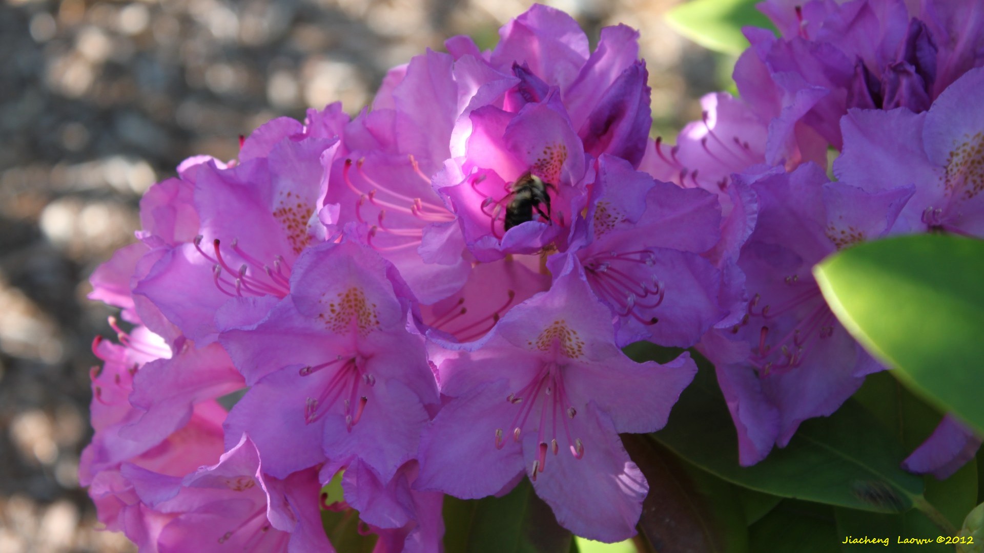 pink flowers