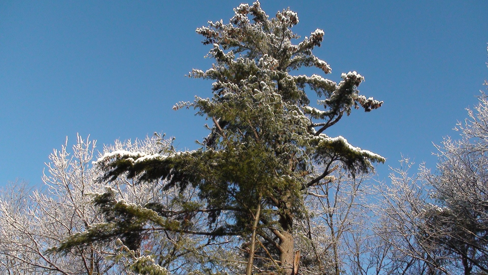 Misrable tree damaged by last ice rain