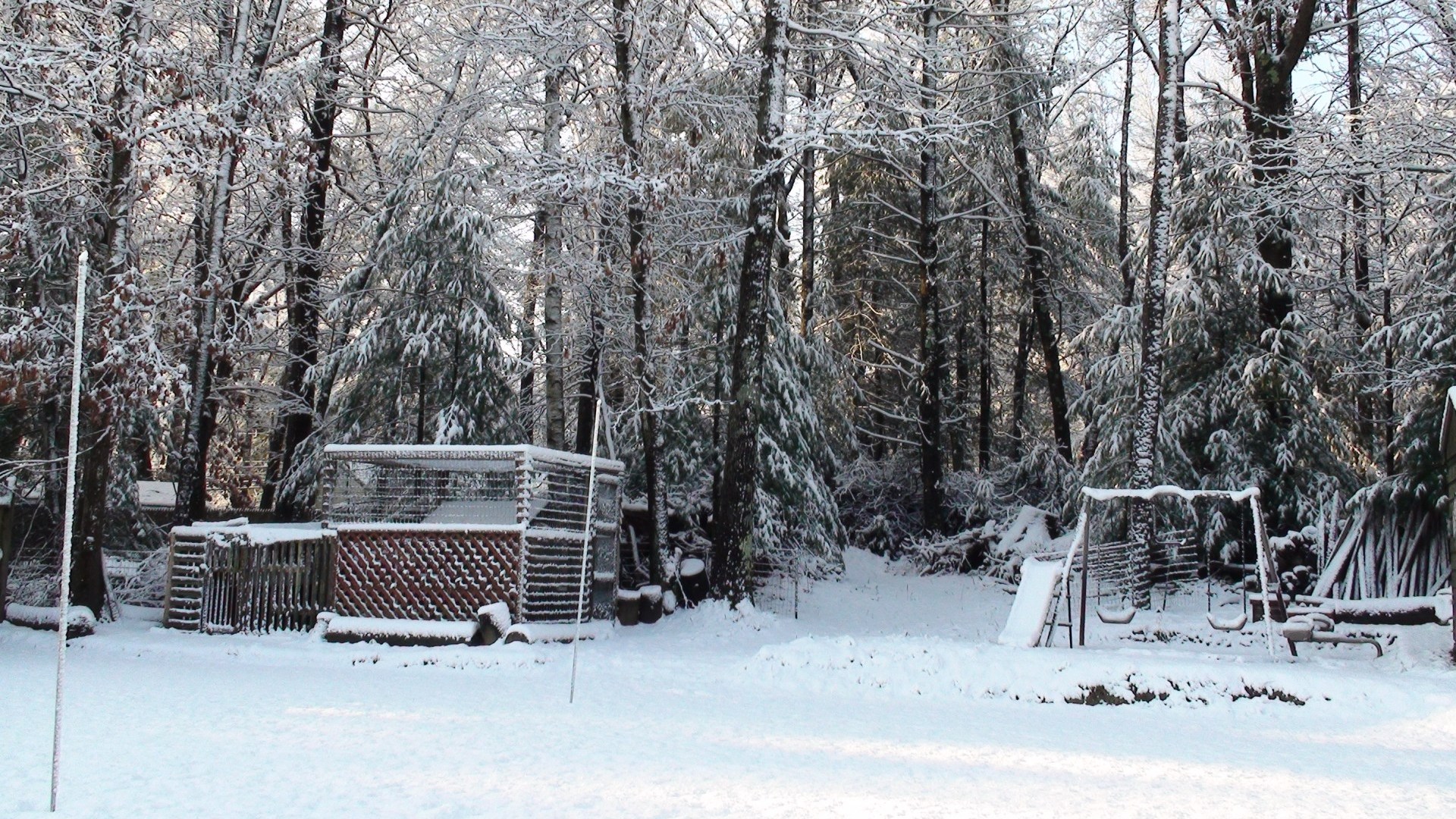 Still too many trees in backyard