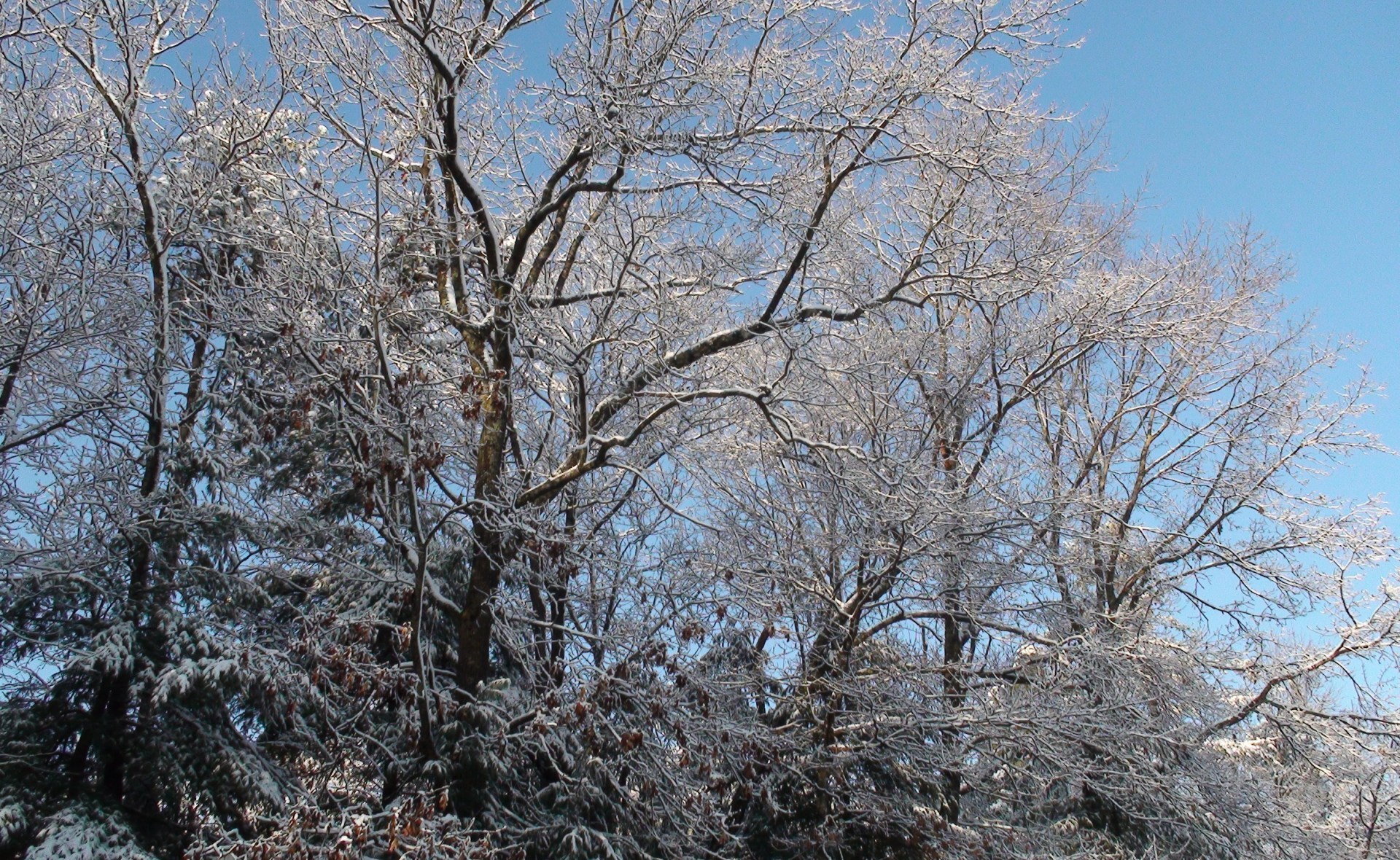 Back yard trees