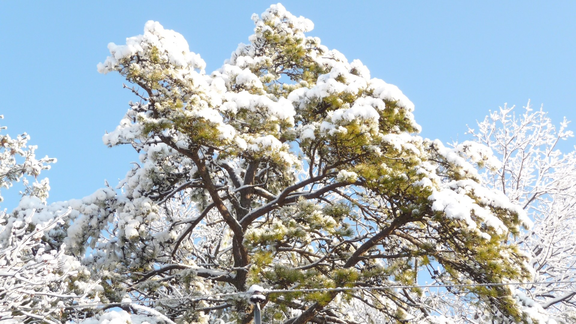 Pine tree in front of my house