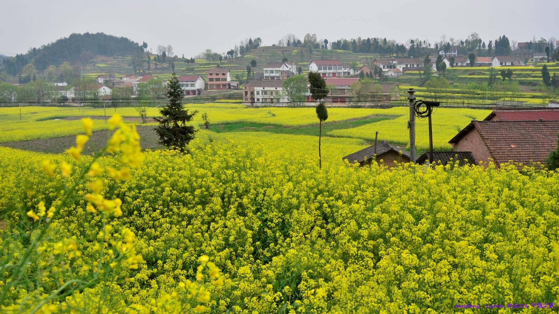 Canola flowers near Lianghe Village