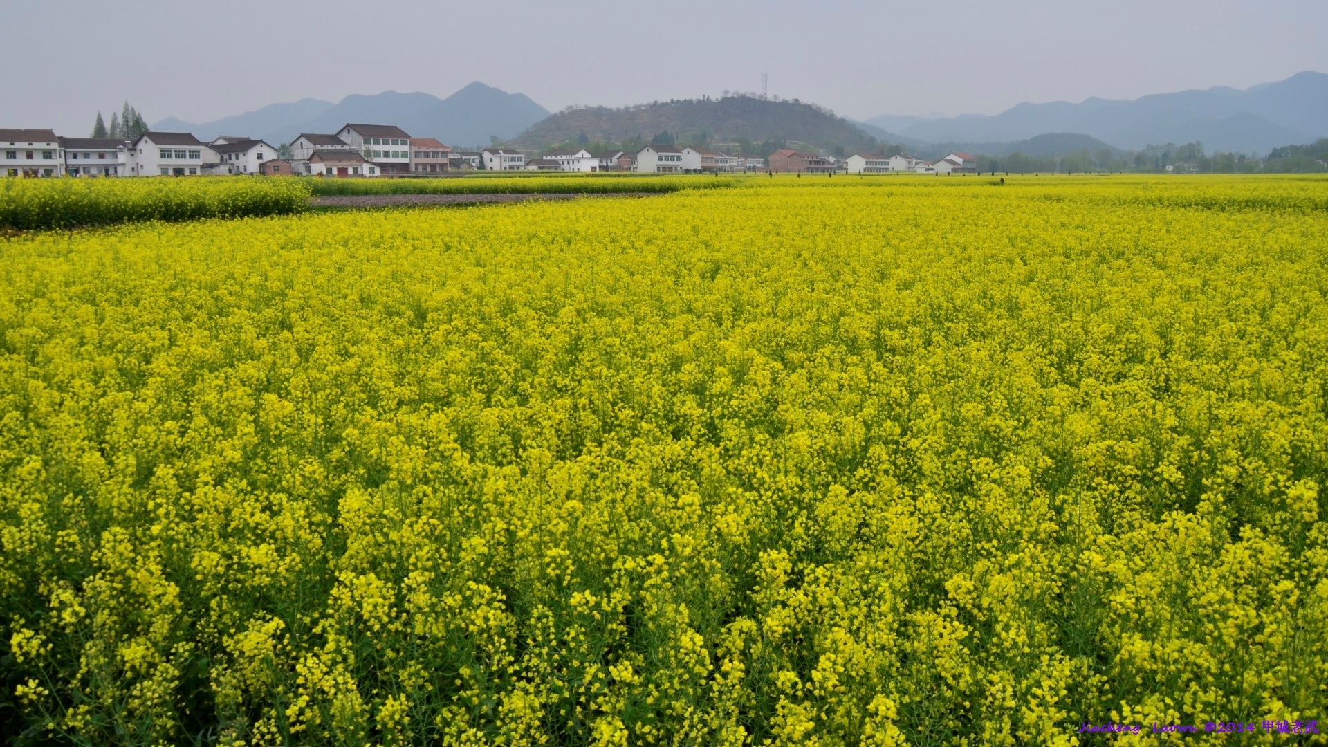 Canola flowers near Lianghe Village, down stream