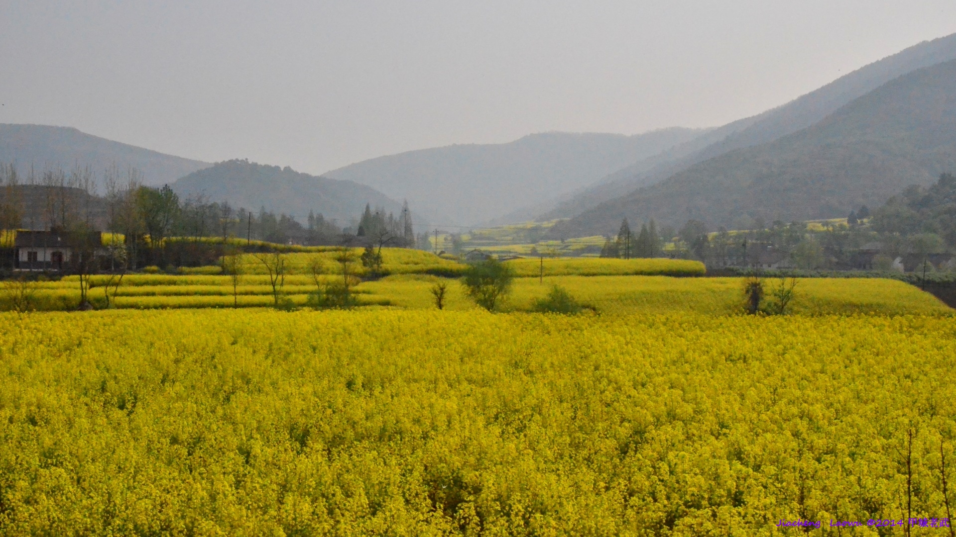 Canola flowers at Zhangjia Kouzi, Nongfeng