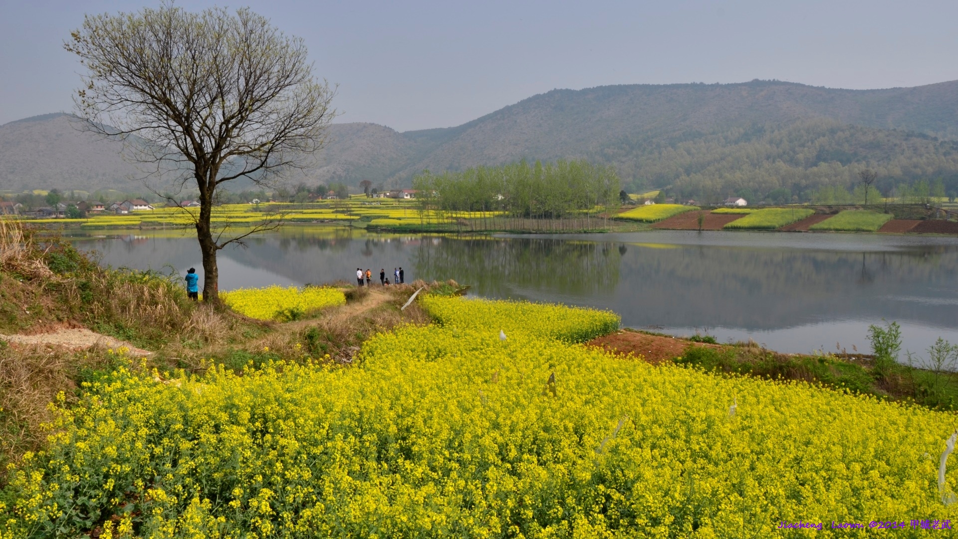 Canola flowers at Chenchun, Nongfeng