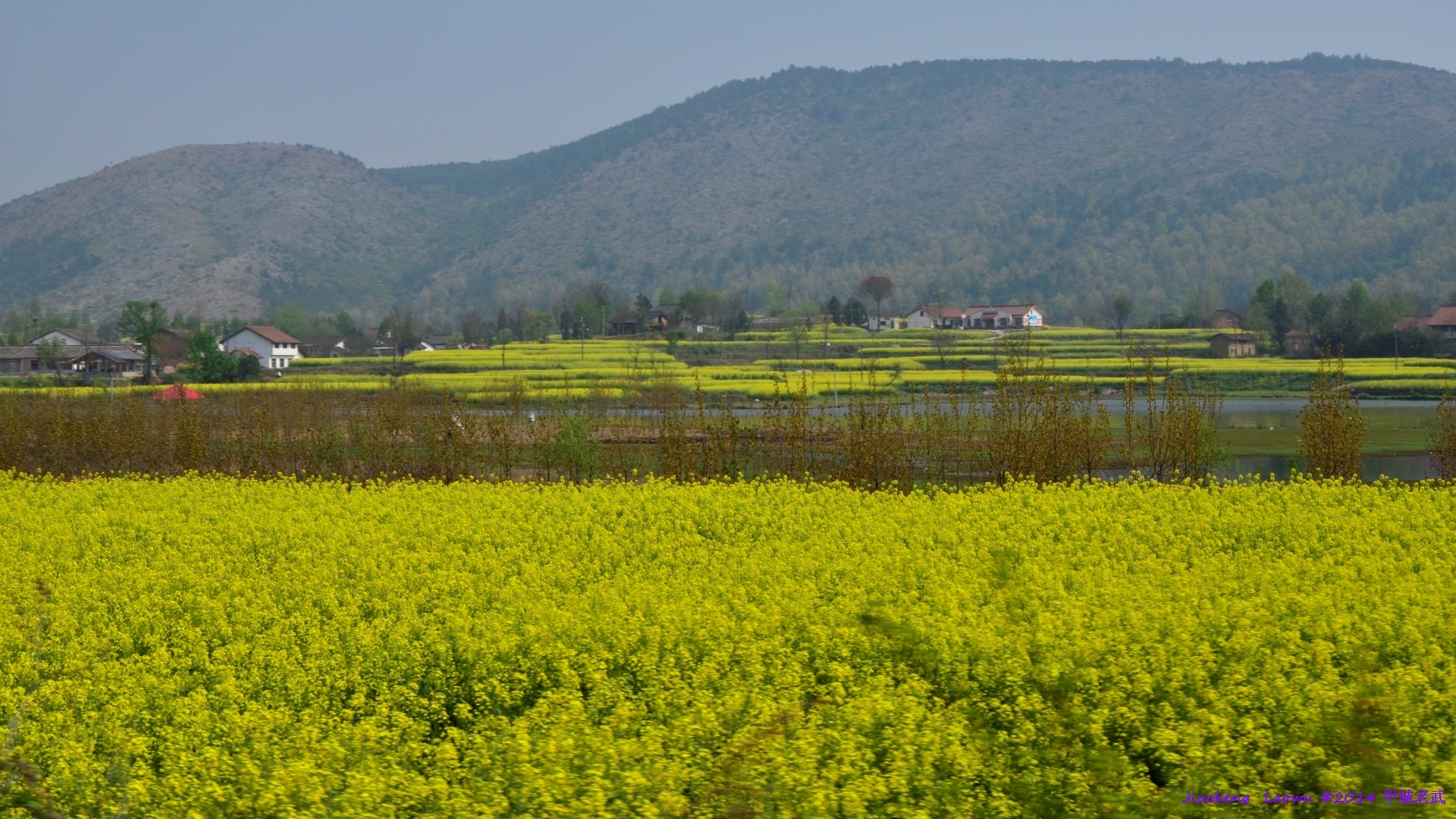 Canola flowers 3 at Chenchun, Nongfeng