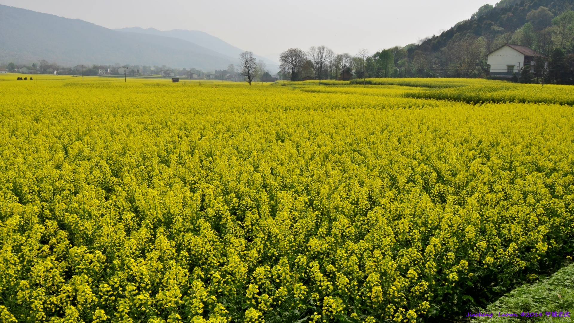 Canola flowers at Liujiatai, Nongfeng