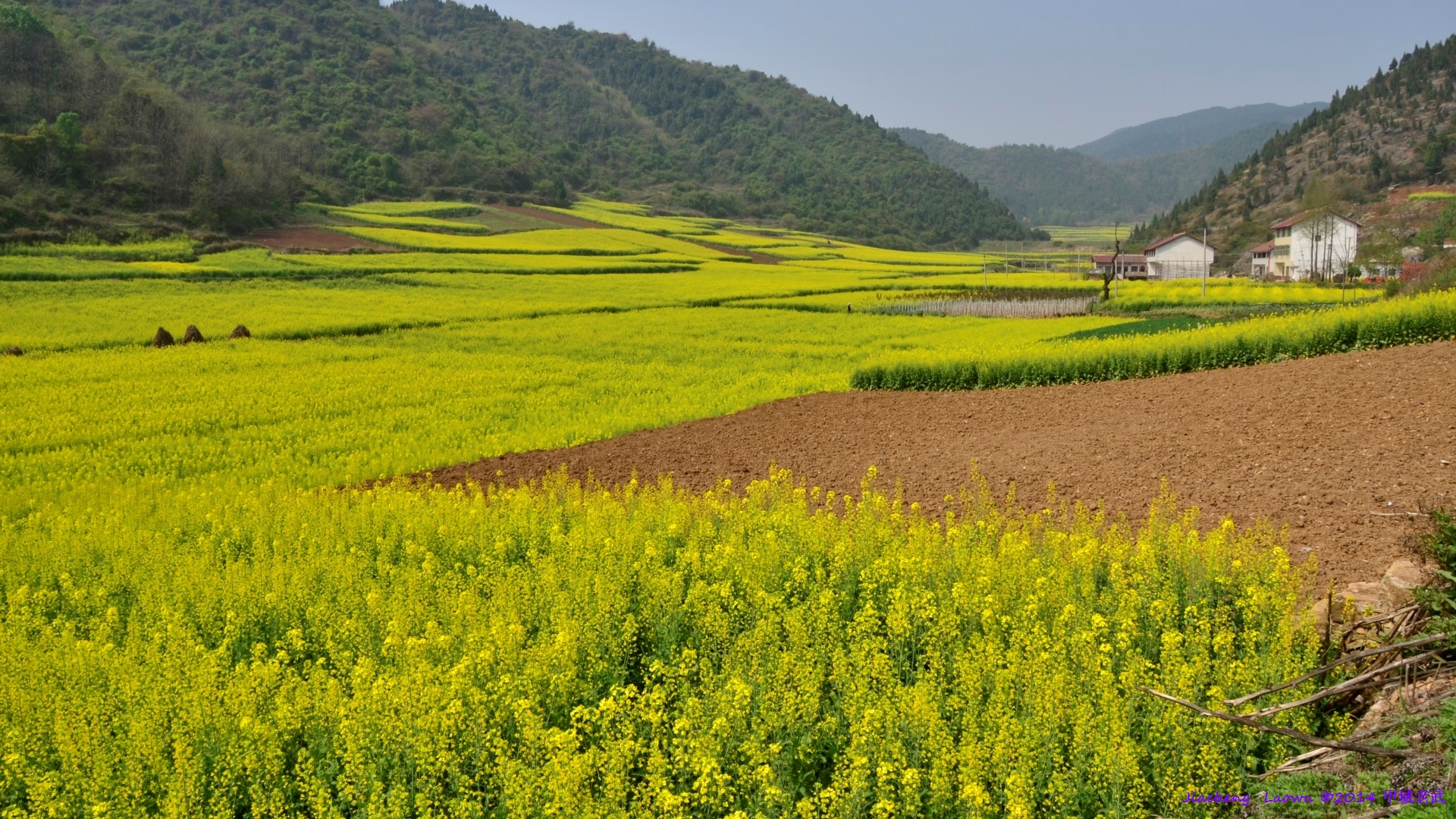 Canola flowers 1 at Lifeng