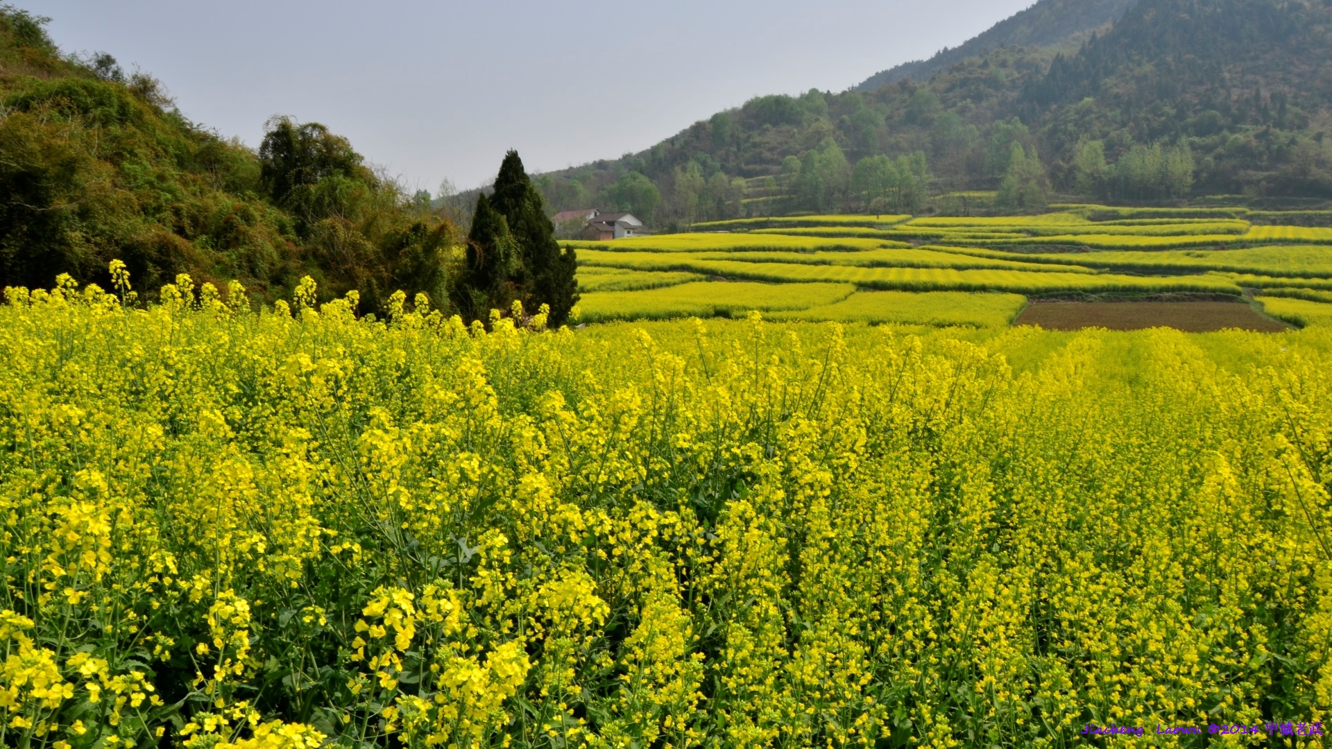 Canola flowers 1 at Lifeng