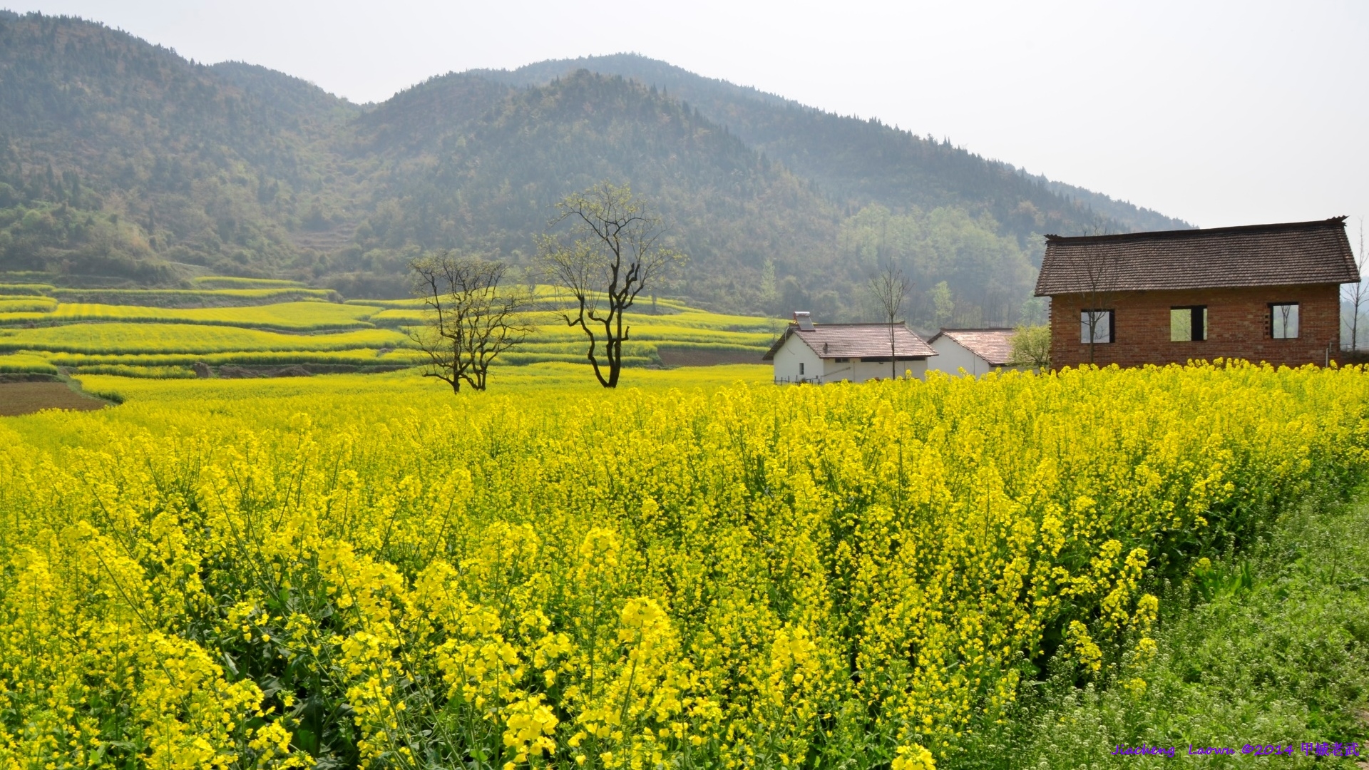 Canola flowers 1 at Lifeng