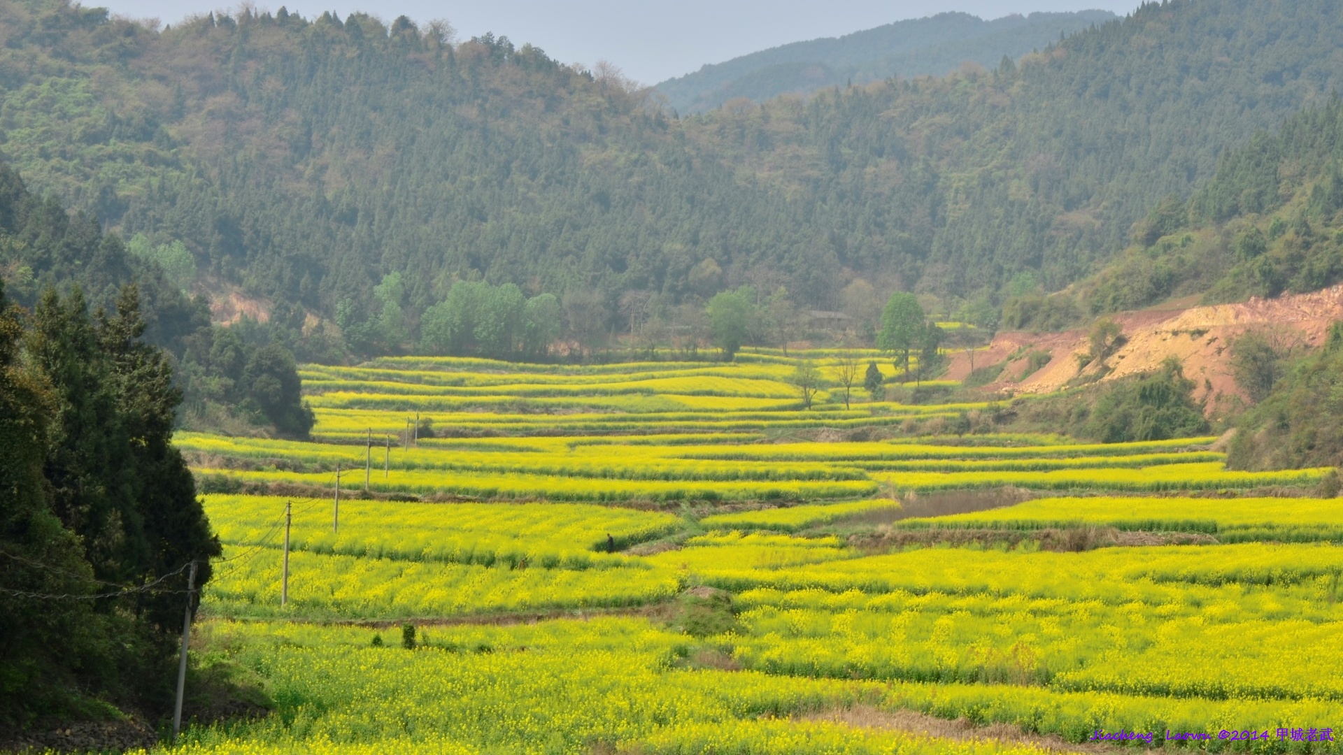 Canola flowers to the upper from Dam of the resevior at Lifeng