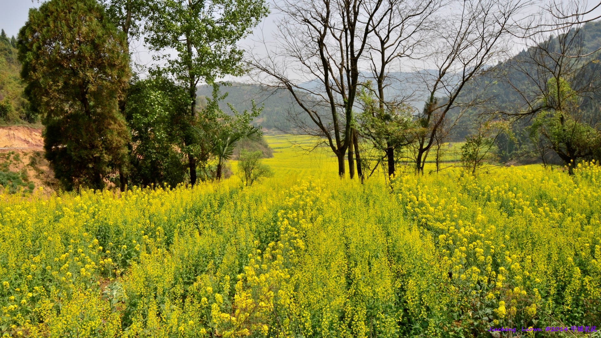 Canola flowers 2 from Laowu's old home at Lifeng