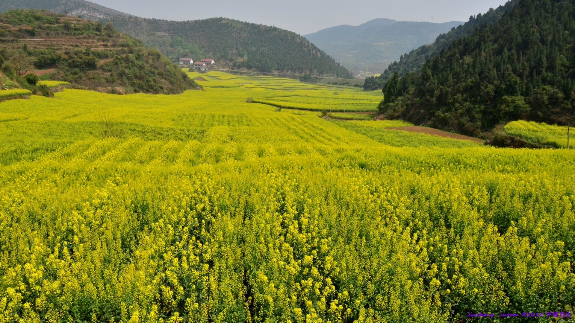 Canola flowers 3 from Laowu's old home at Lifeng