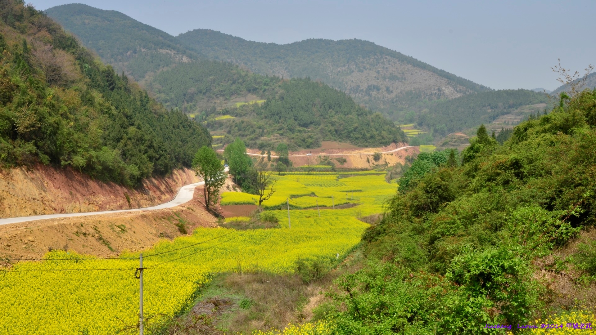 Canola flowers 4 from Laowu's old home at Lifeng