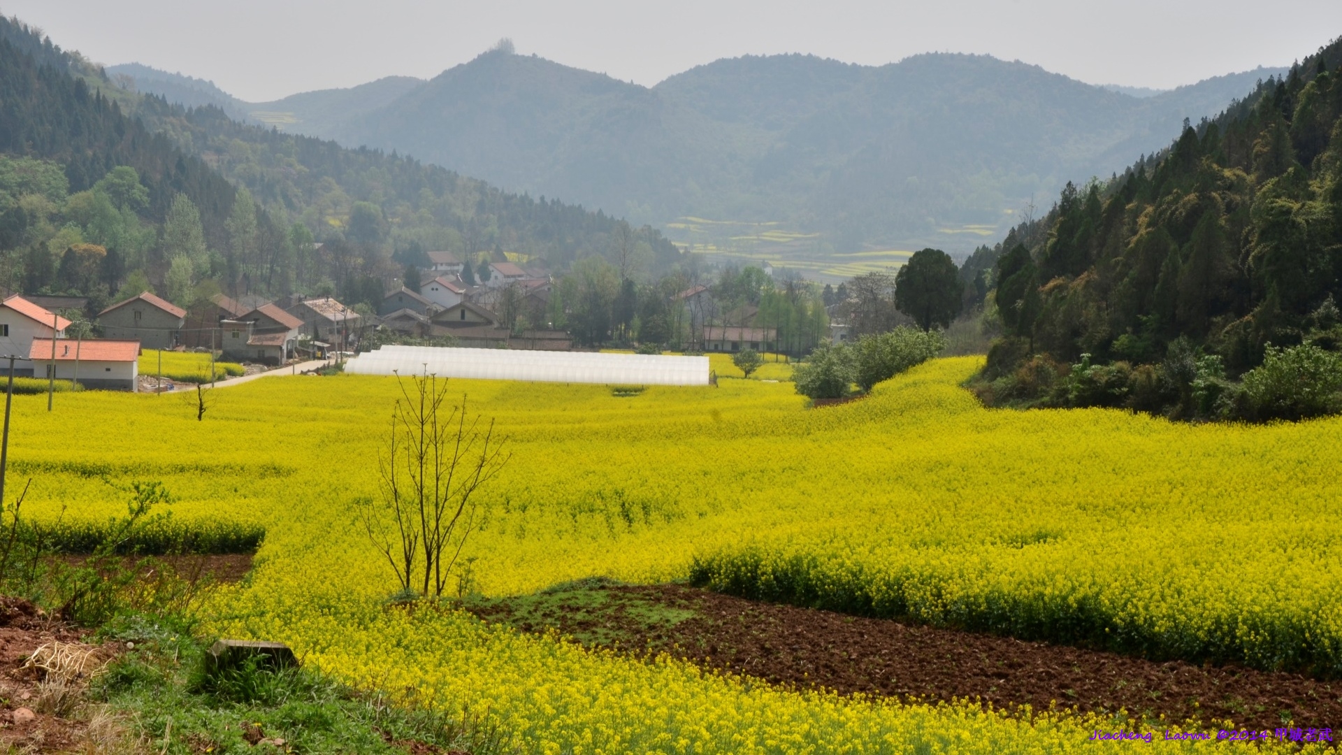 Canola flowers in Majiagou, Lifeng