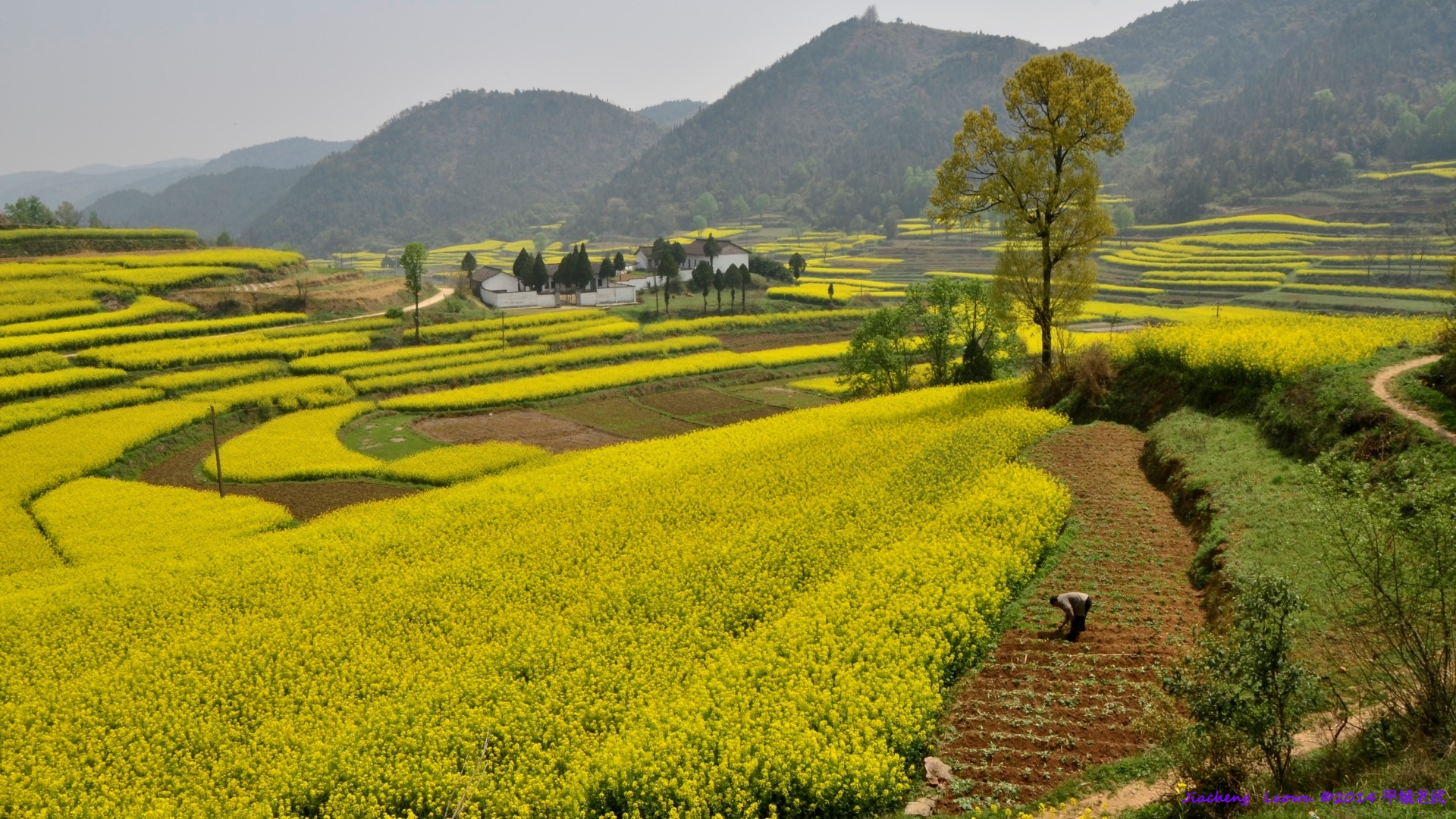 Canola flowers and teh school in Majiagou, Lifeng