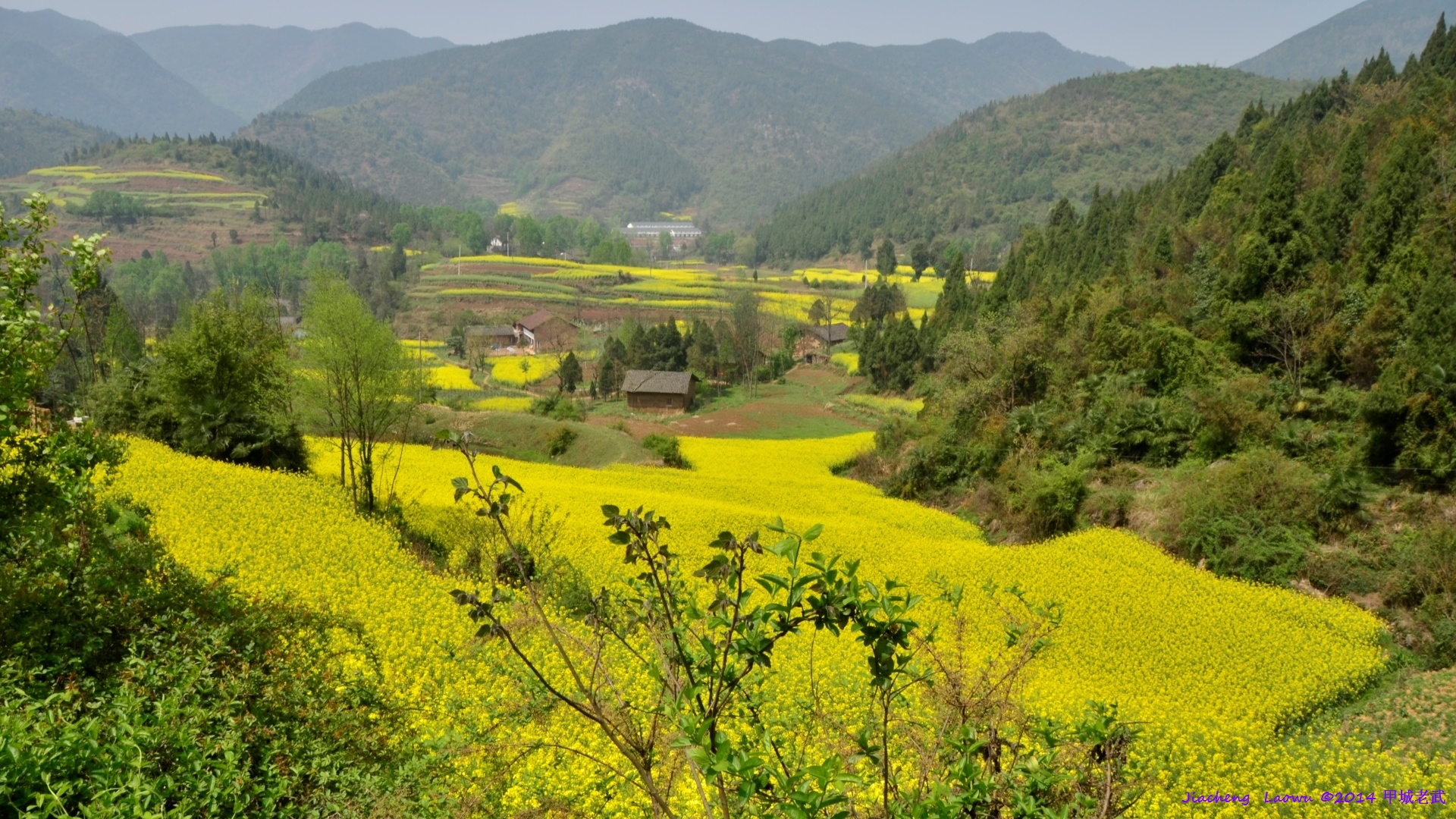 Canola flowers in Danjiagou, Lifeng