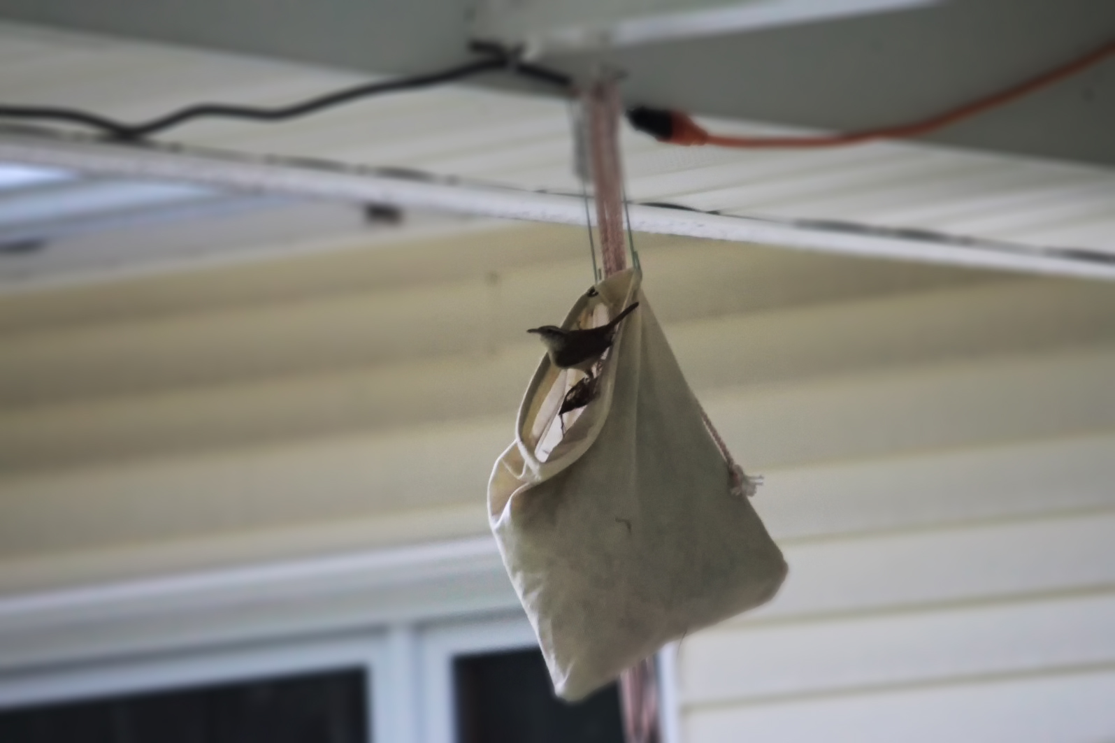 Bird's nest under my porch's ceiling