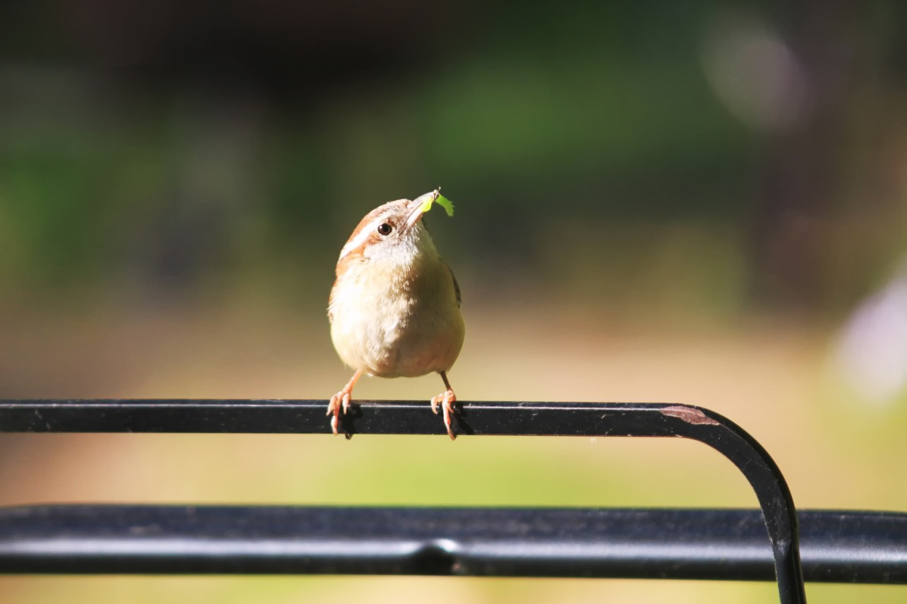 Bird Mom with insect
